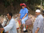 donkey02.jpg (85060 bytes)