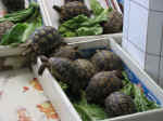 market08.jpg (69380 bytes)