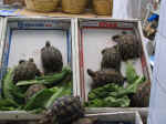 market09.jpg (77092 bytes)