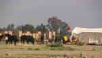 horses01.jpg (46305 bytes)