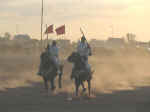 horses11.jpg (36703 bytes)