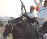horses16.jpg (50172 bytes)