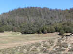 cedar03.jpg (104944 bytes)