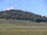 cedar04.jpg (49648 bytes)