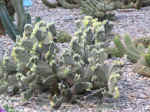 garden02.jpg (127007 bytes)