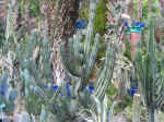 garden03.jpg (130457 bytes)