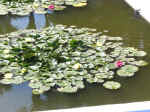 garden05.jpg (93231 bytes)