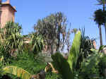 garden06.jpg (111550 bytes)