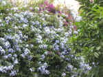 garden08.jpg (144492 bytes)