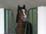 horse stable06.jpg (38280 bytes)
