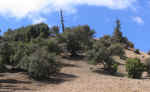 berber09.jpg (76812 bytes)