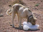 dog02.jpg (106631 bytes)