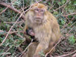 apes05.jpg (106280 bytes)