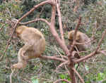 apes07.jpg (129785 bytes)