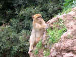 apes10.jpg (144707 bytes)