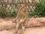 apes14.jpg (99387 bytes)