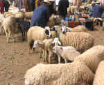 market15.jpg (113525 bytes)