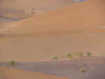 dune walk10.jpg (23479 bytes)