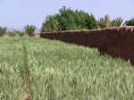 farm03.jpg (104372 bytes)