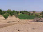 farm04.jpg (71003 bytes)