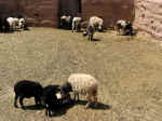 farm05.jpg (126960 bytes)