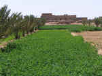 farm06.jpg (115597 bytes)