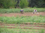 farm05.jpg (92684 bytes)