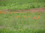 farm17.jpg (101921 bytes)