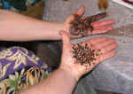 henna10.jpg (77353 bytes)